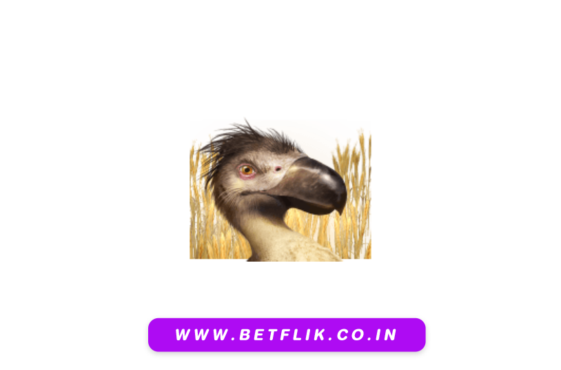 PlayBetflik
