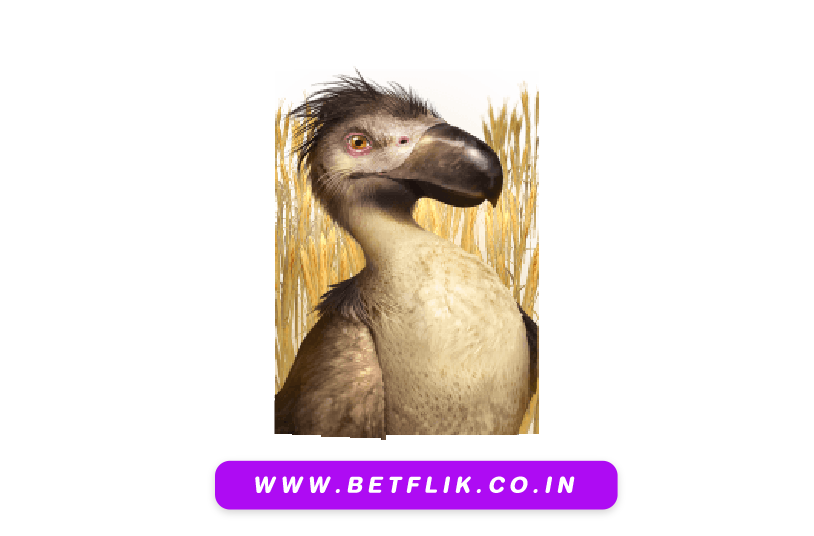 PlayBetflik